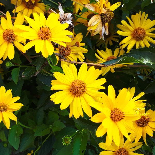 False Sunflower Tuscan Gold image