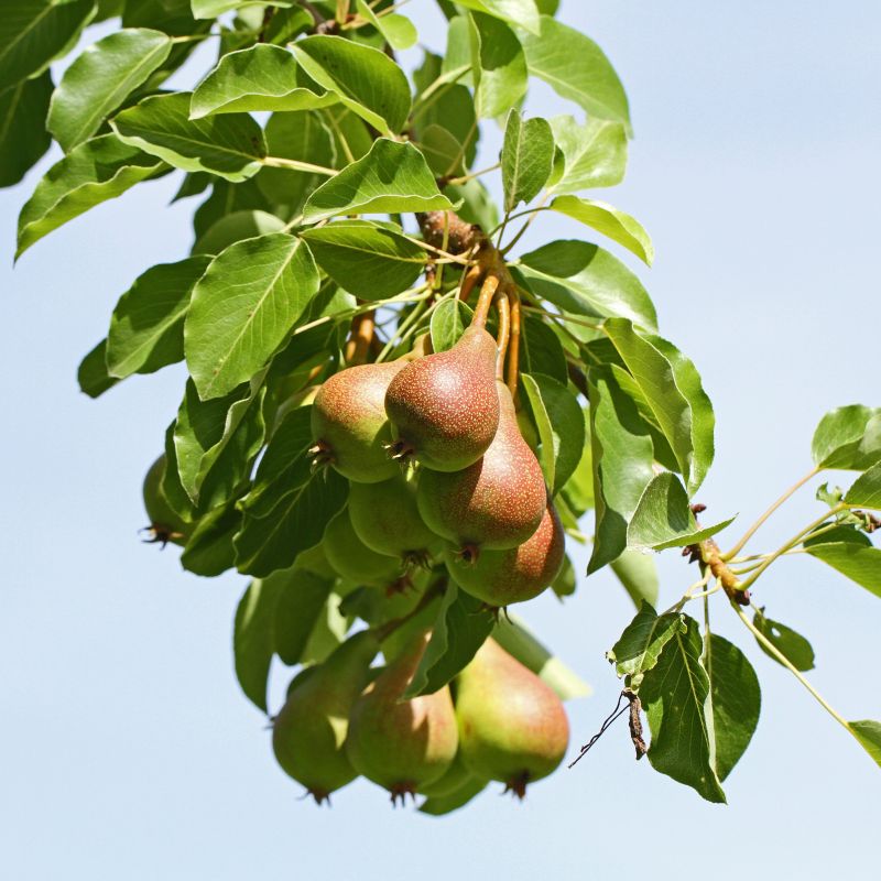 Clapp's Favorite European Pear image