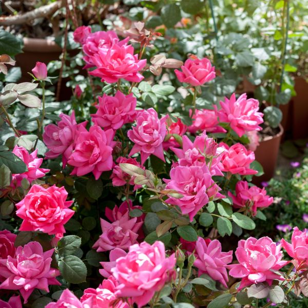 Pink Double Knock Out® Rose