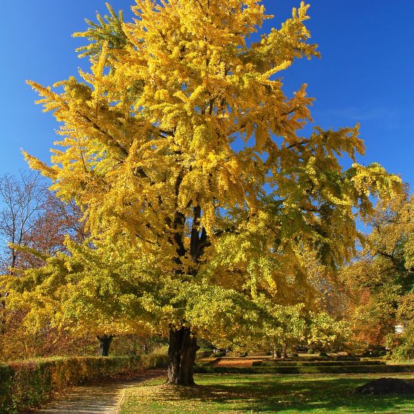 Ginkgo (male) (Ginkgo biloba) - Heritage Fruit Trees