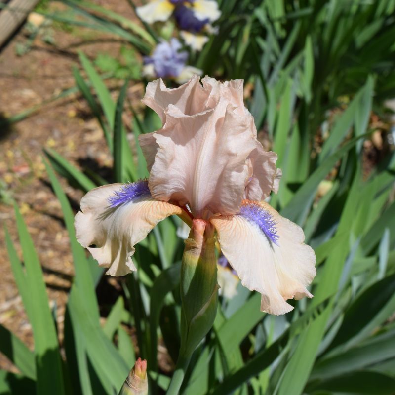 Concertina Tall Bearded Iris image