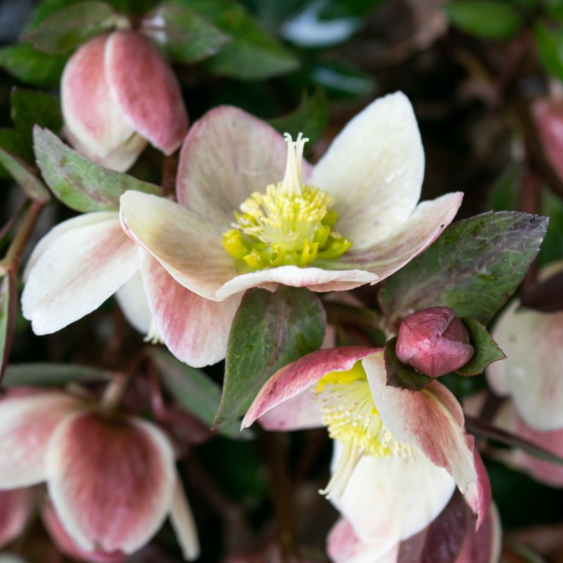Gold Collection Pink Frost Lenten Rose image
