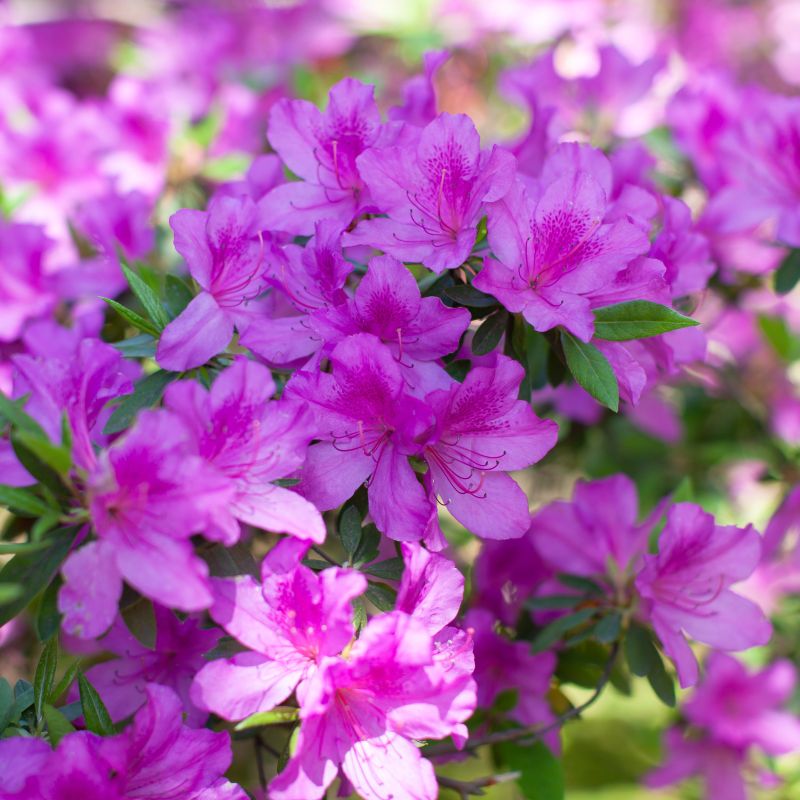 Elite PJM Rhododendron image