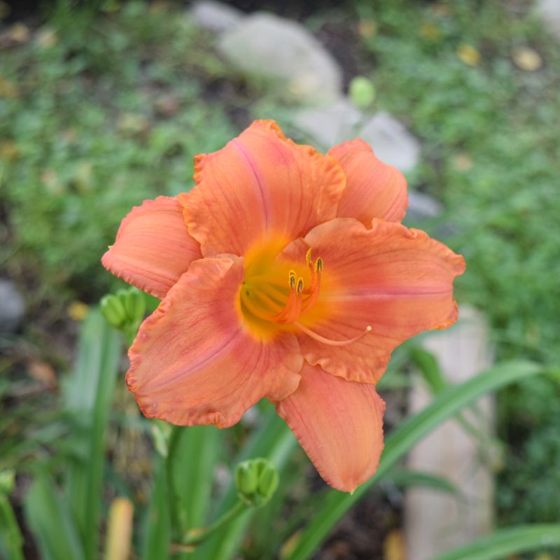 South Seas Daylily image