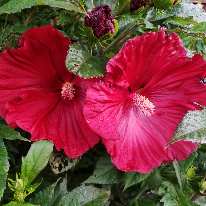 Moonshadow Carmine Hardy Hibiscus image