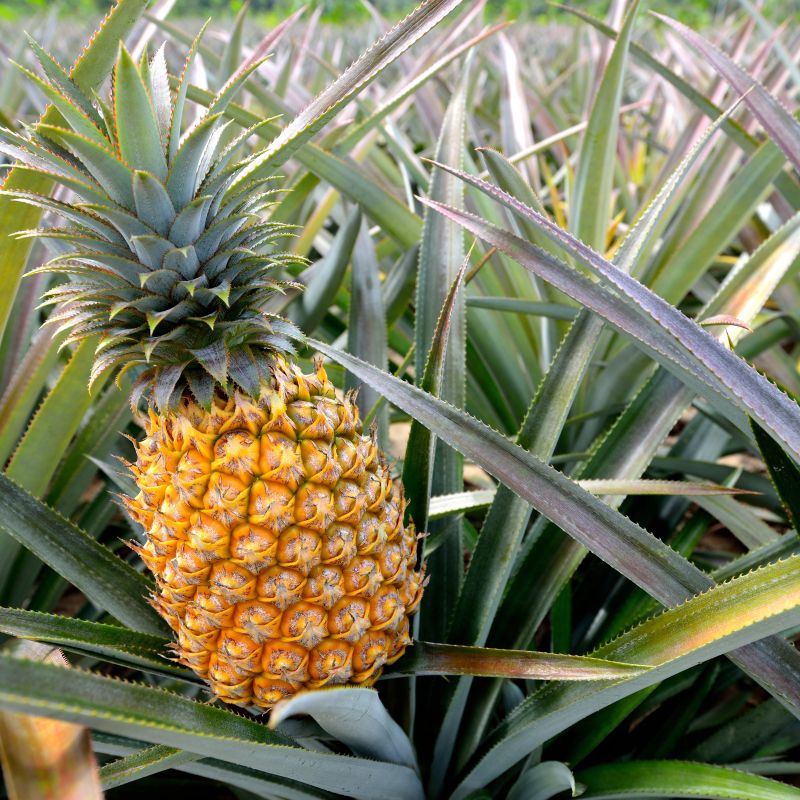 Pineapple Plant image