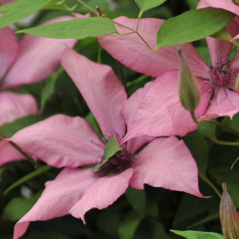 Darcy Clematis image
