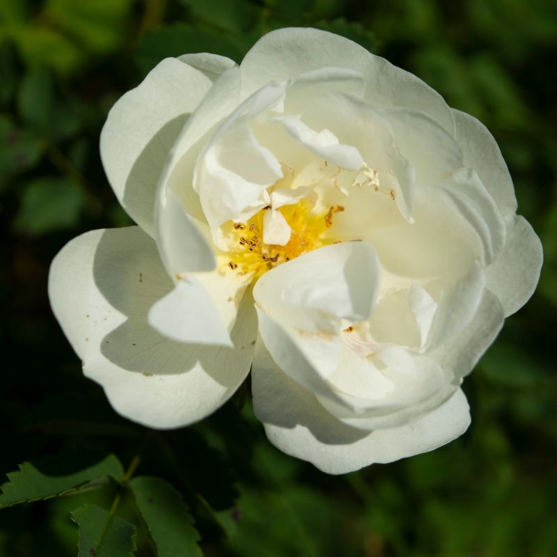 Easy Elegance Snowdrift Rose image