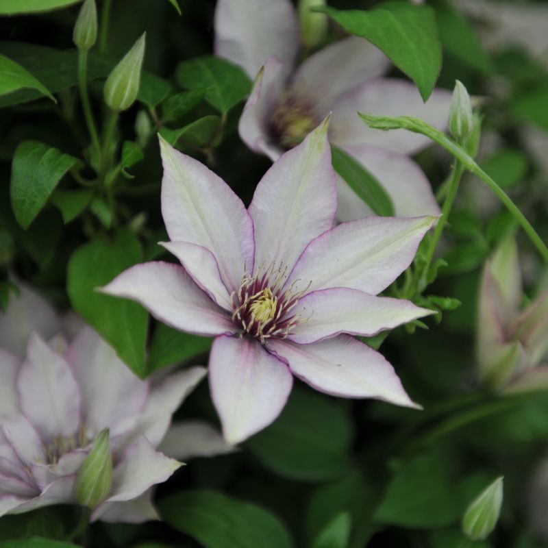 Samaritan Jo Clematis image