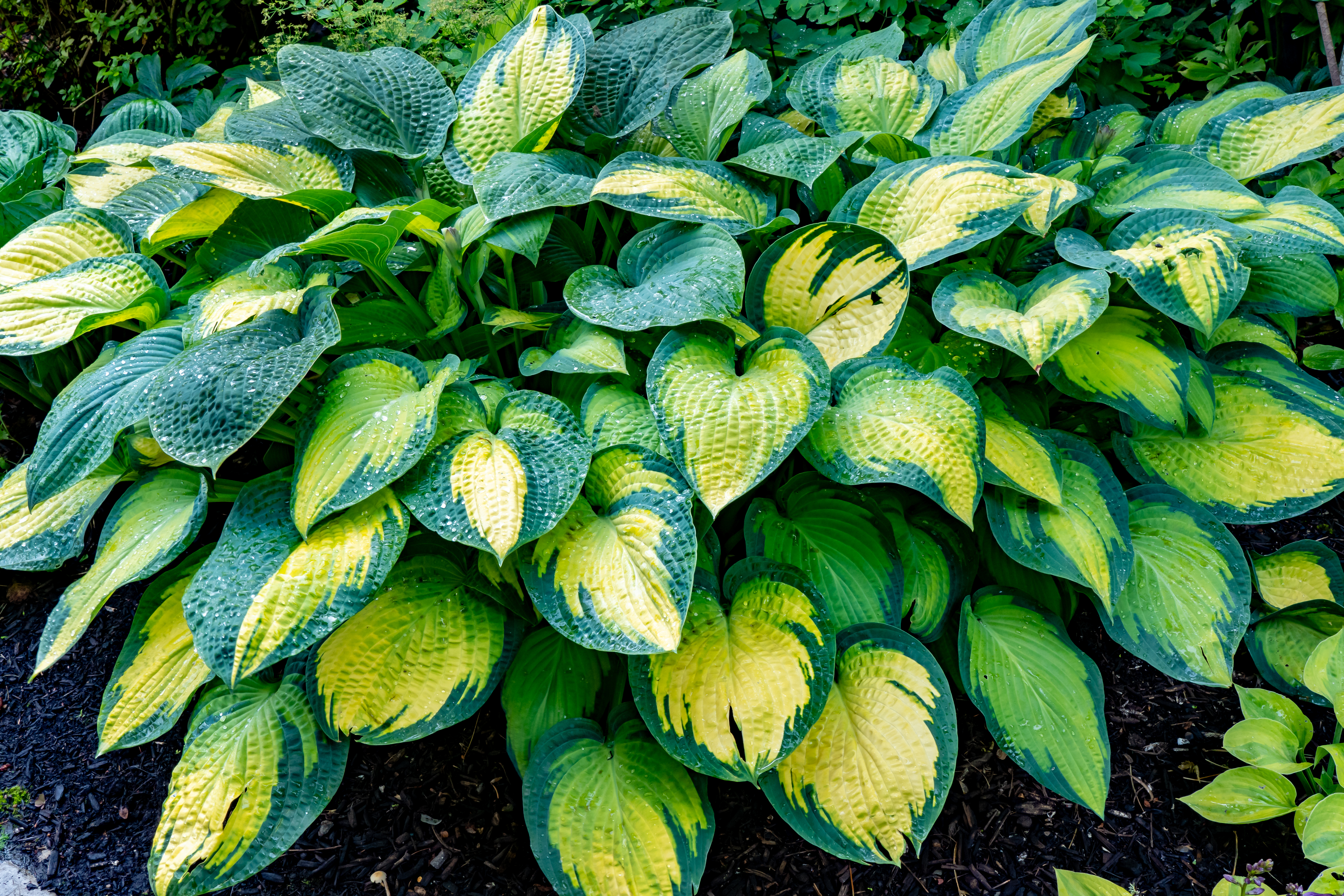 Hosta Paul's Glory image