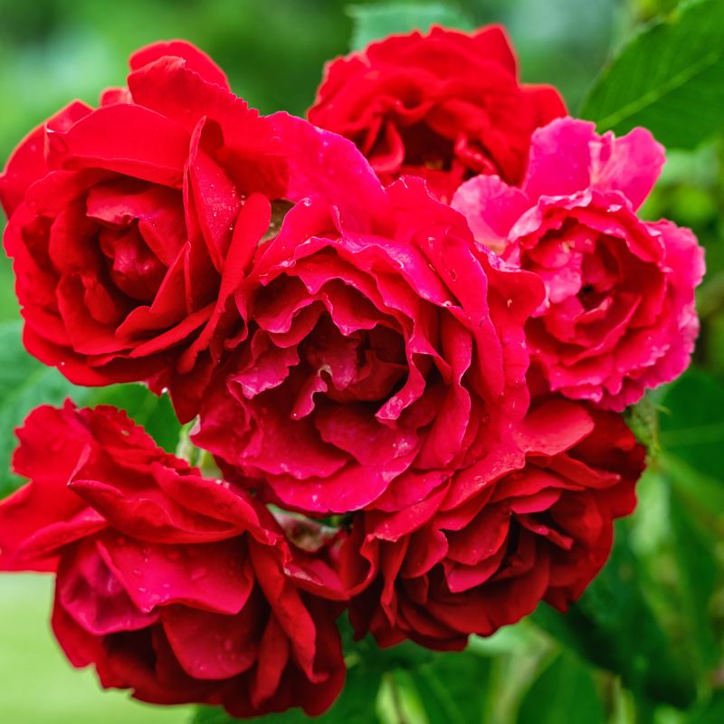Easy Elegance Chi Rose image