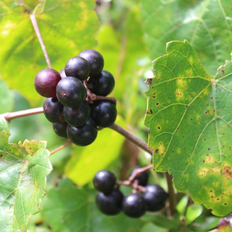 Alachua Muscadine Grape image