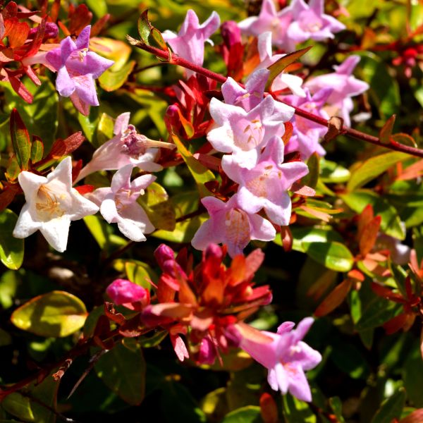Pink Abelia image