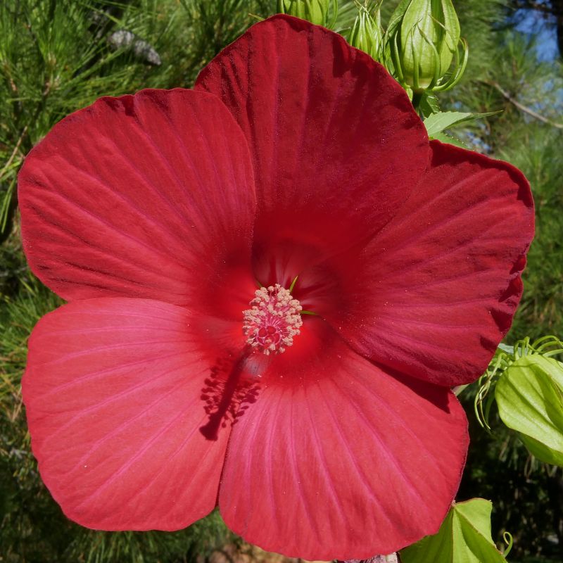 Moonshadow Morello Hardy Hibiscus image