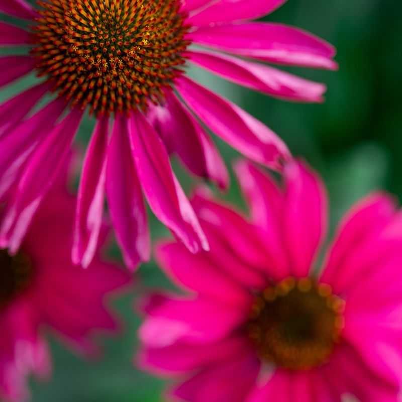 Kismet Raspberry Coneflower image