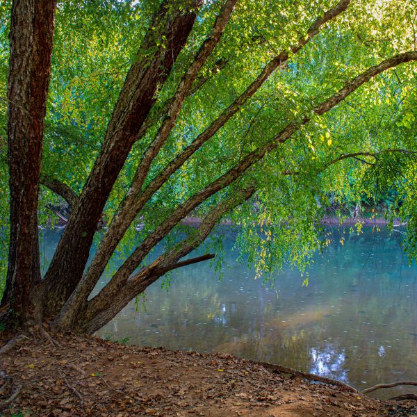 River Birch  Direct Native Plants