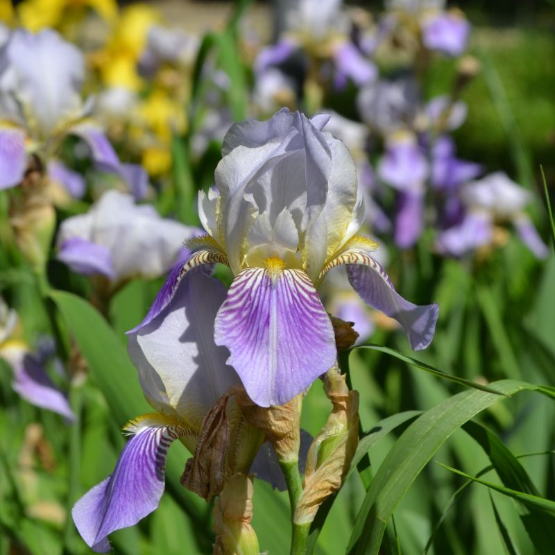 Iris Variegata image