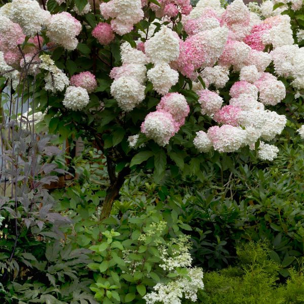 Vanilla Strawberry Hydrangea Tree Form image
