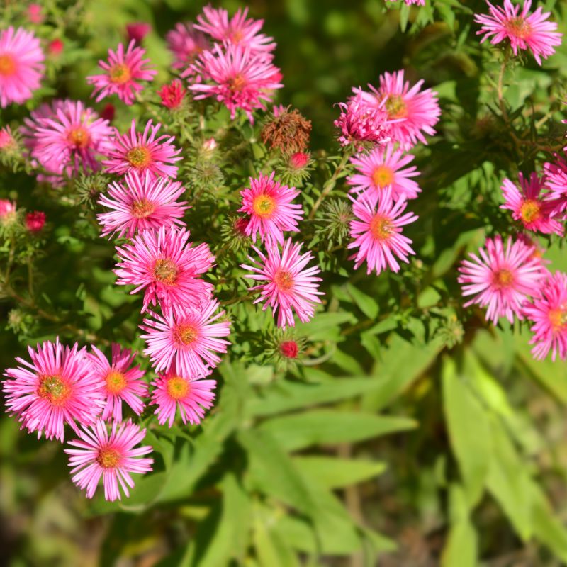 Alma Potschke Aster image