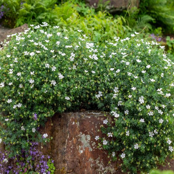 White Cranesbill - Sanguineum Album Geranium image