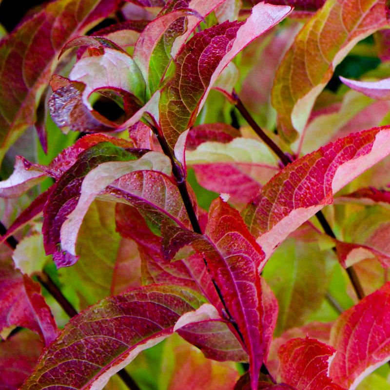 Kodiak Red Bush Honeysuckle image