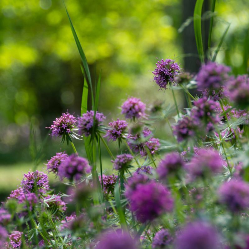Balmy Purple Bee Balm image
