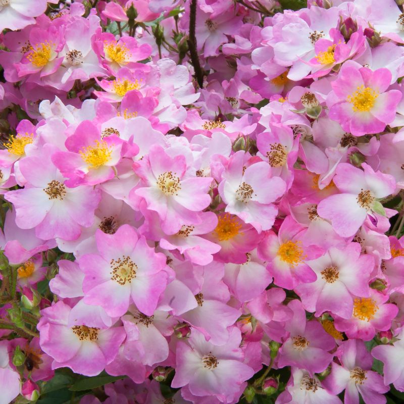 Dwarf Pink Rock Rose image