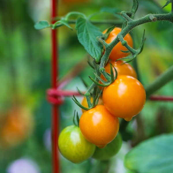 Tomato Sungold image
