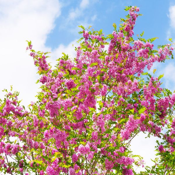 Purple Robe Locust Tree Robinia pseudoacacia 'Purple Robe'