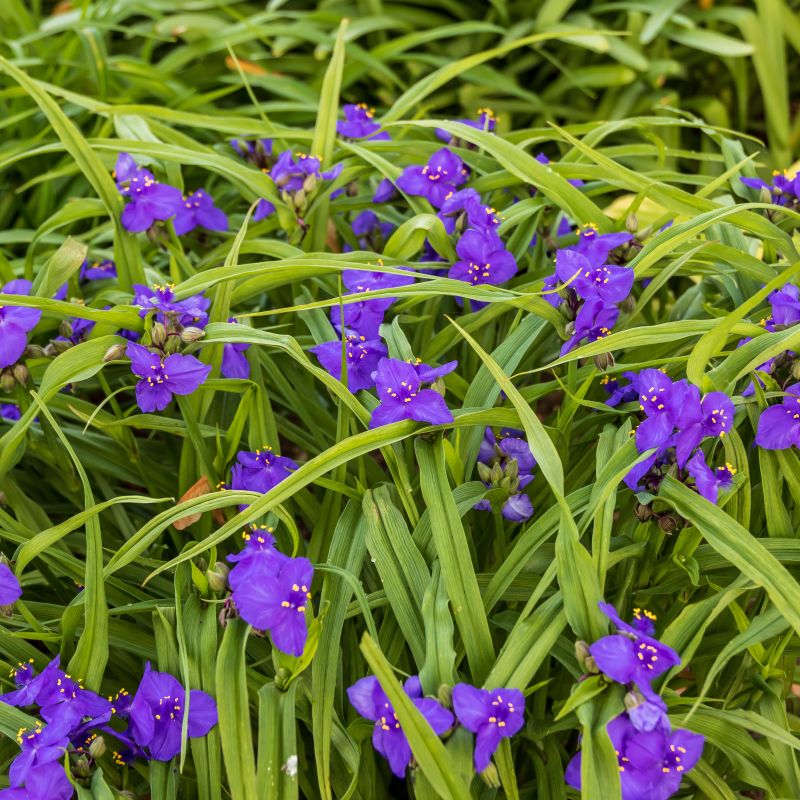 Sweet Kate Spiderwort image