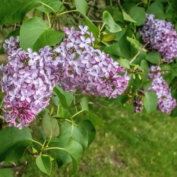 Bloomdales New Age Lavender Lilac image