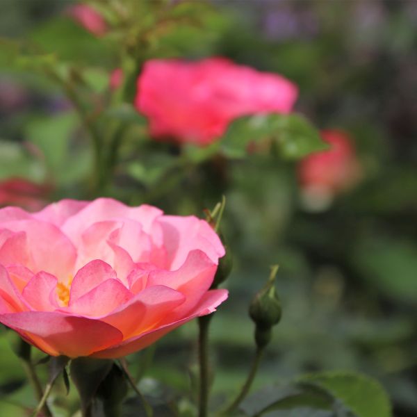 Easy Elegance Sunrise Sunset Rose image