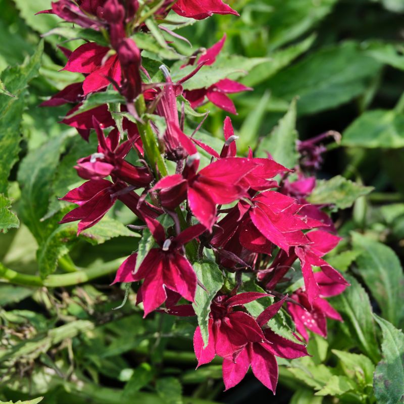 Starship Deep Rose Lobelia image