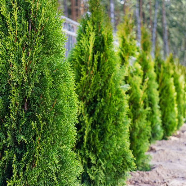 Emerald Green Arborvitae (Thuja occidentalis 'Smaragd') - Buy Online ...