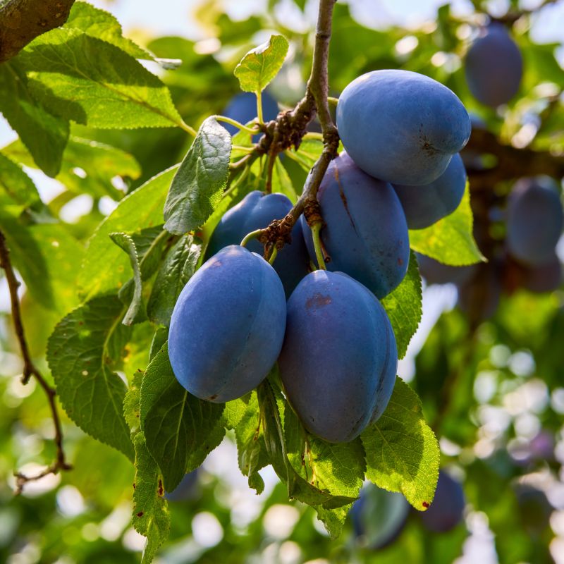 Italian Plum Tree image