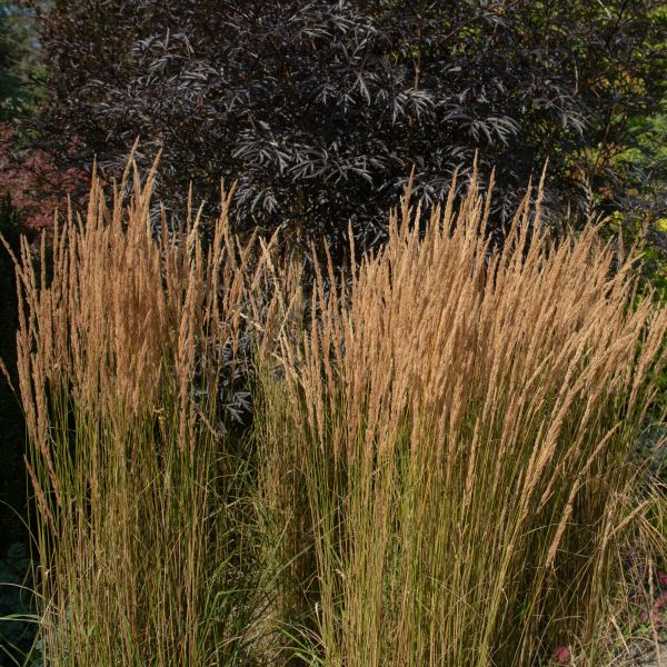 Overdam Feather Reed Grass image