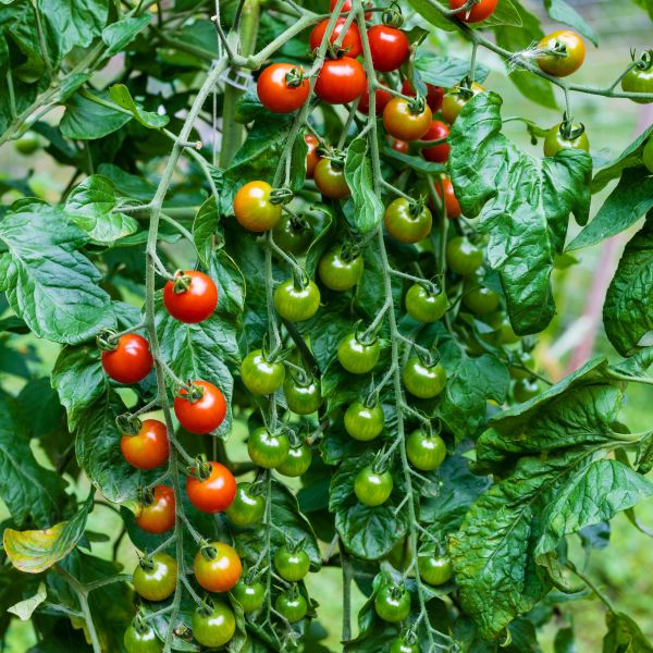 Tomato Sweet 100 image