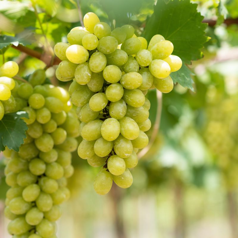 Himrod Grape image