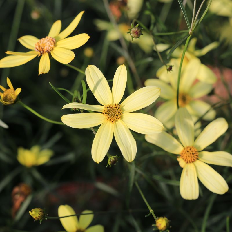 Moonbeam Coreopsis image