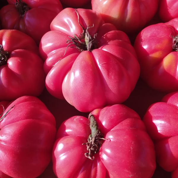 Tomato Pink Brandywine image