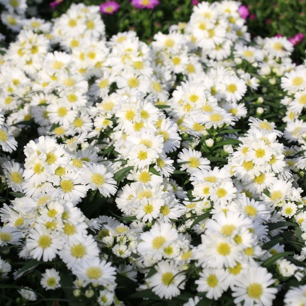 Amazing Daisies® Banana Cream II Shasta Daisy