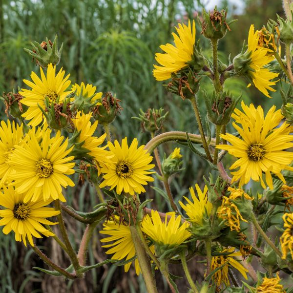Compass Plant image
