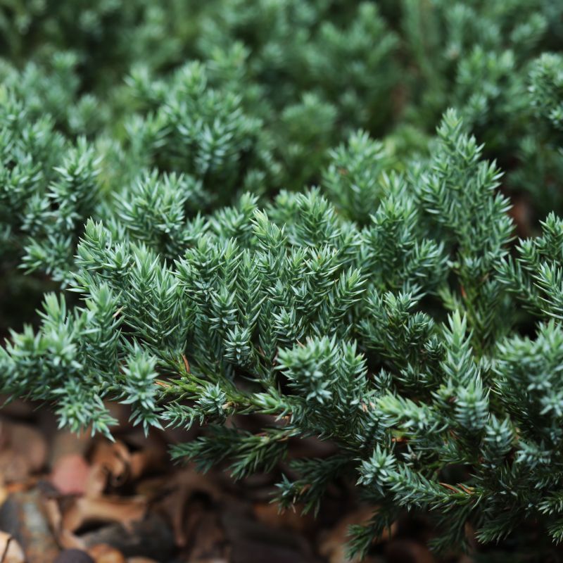 Sargent Juniper image