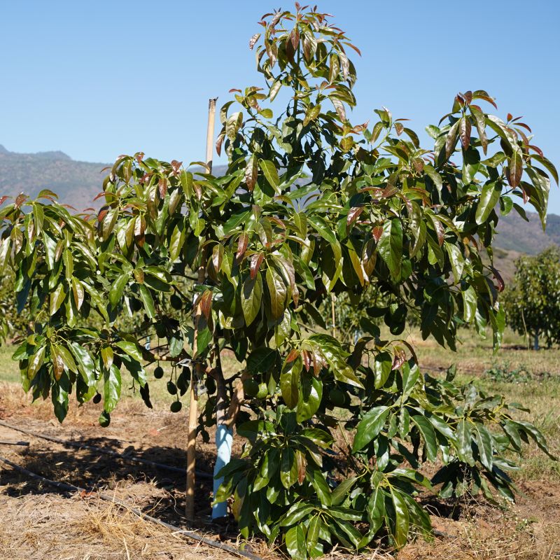Monroe Avocado Tree image