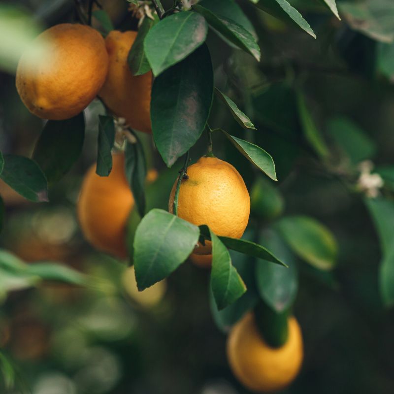 Cocktail Tree image