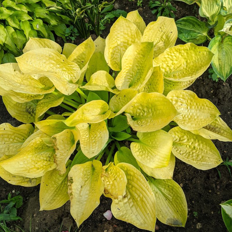 Maui Buttercups Hosta image