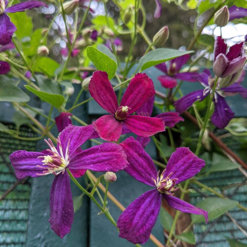 Sweet Summer Love Clematis image