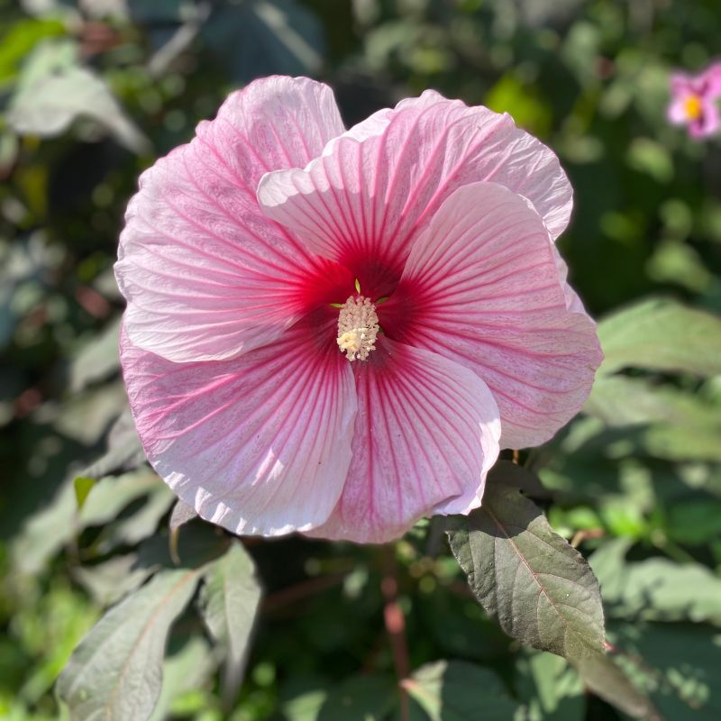 Moonshadow Rosita Hardy Hibiscus image