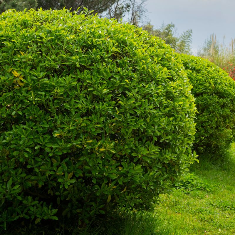 Boxleaf Euonymus image