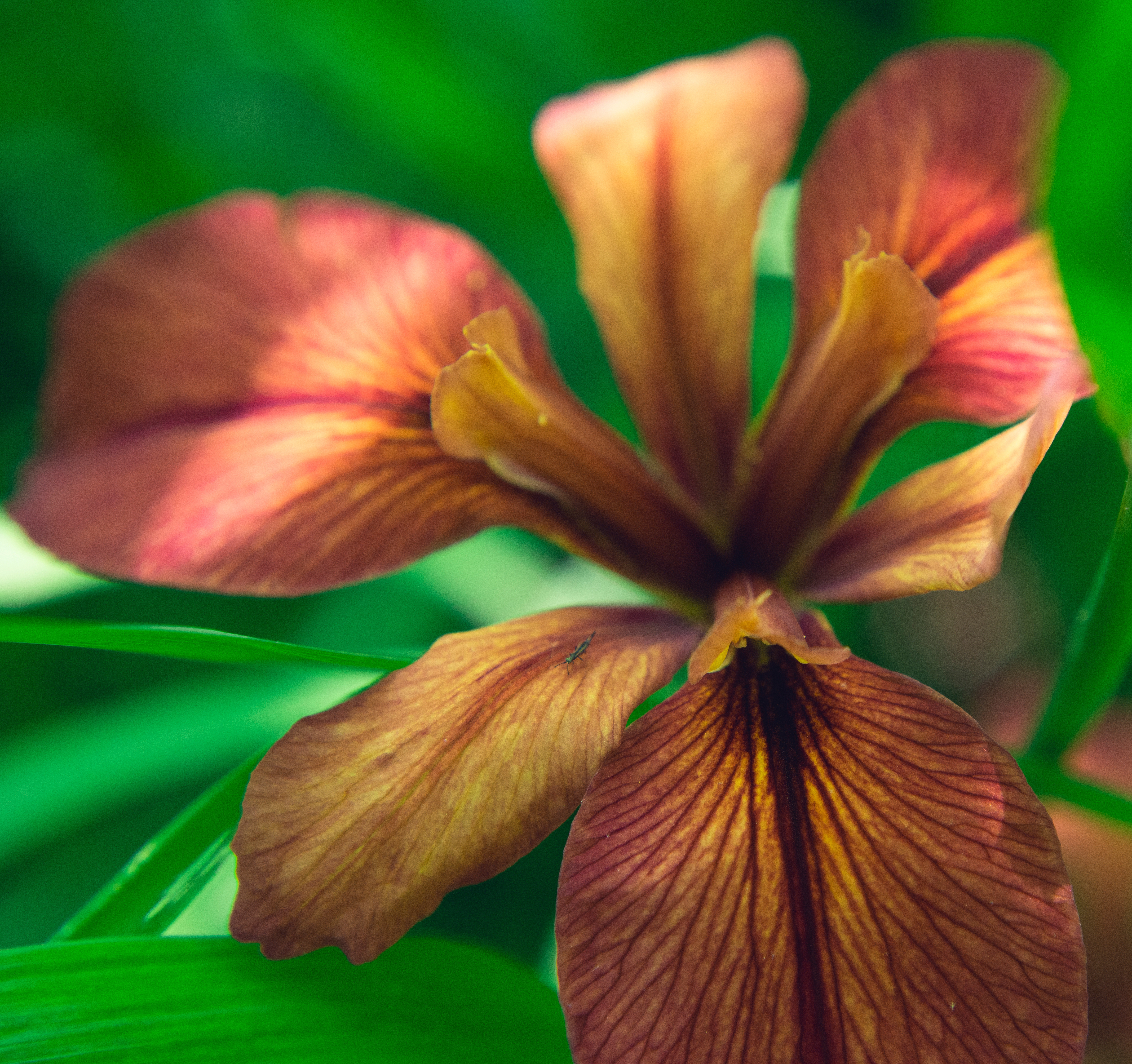 Copper Iris image